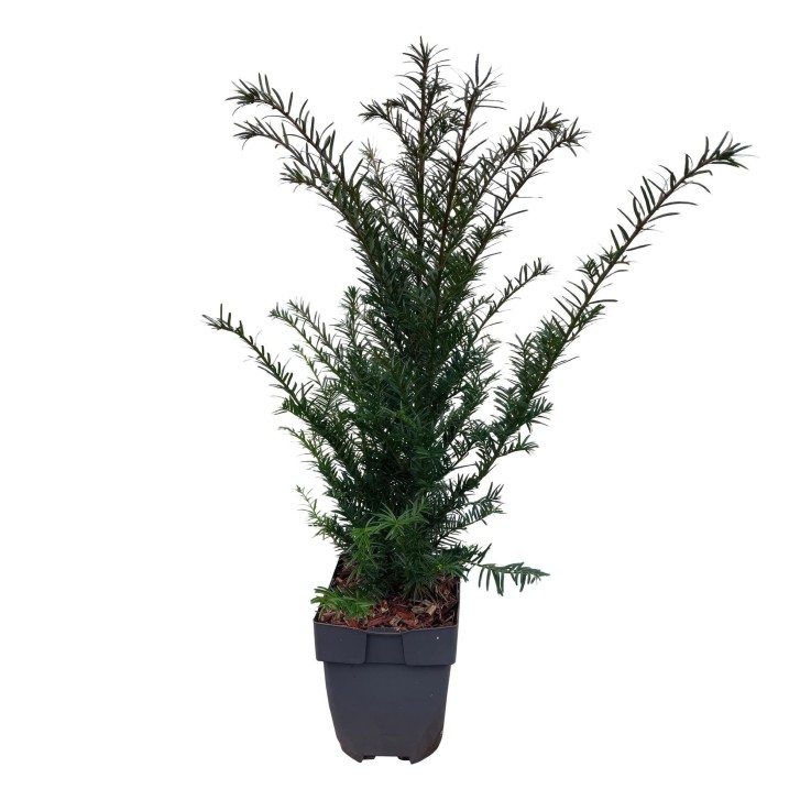 If Taxus baccata x6