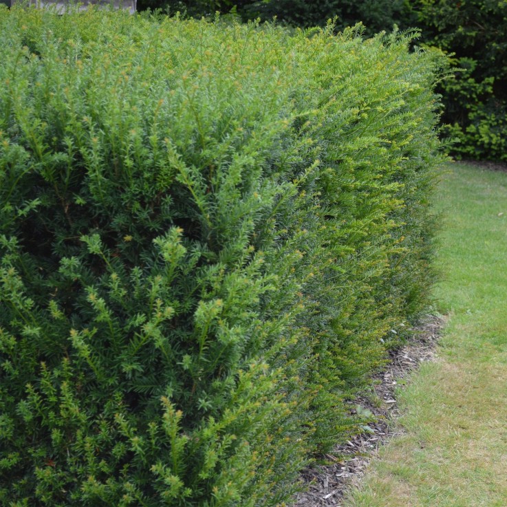 If Taxus baccata x6