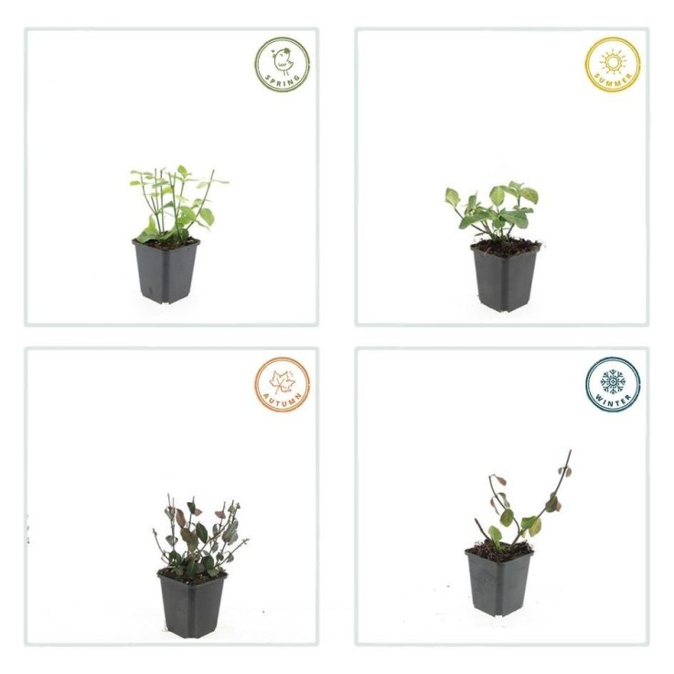 Fusain de Fortune 'Dart's Blanket' -  12