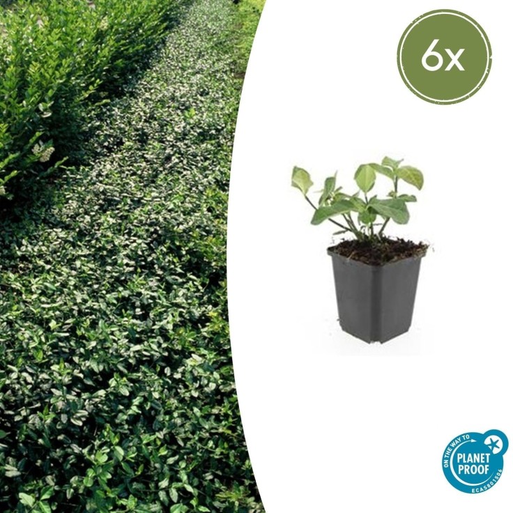 Fusain de Fortune 'Dart's Blanket' -  60