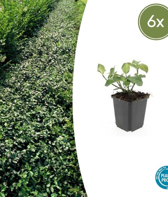 Fusain de Fortune 'Dart's...