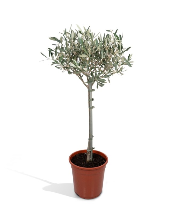 Olivier olea - 90cm - Ø19 -...