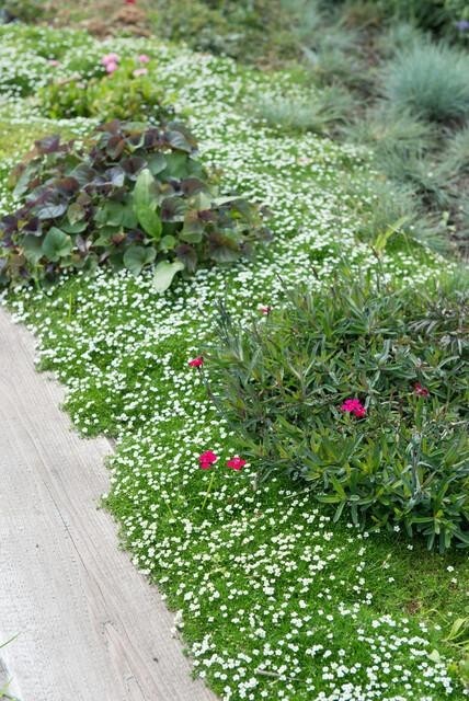 Sagine subulée -  60