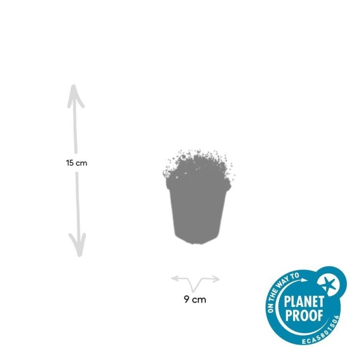 Sagine subulée -  60