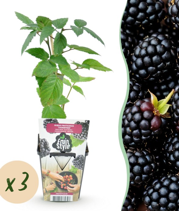 Mûrier sans épines...