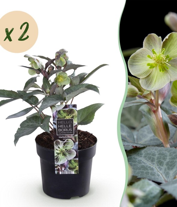 Hellébore Sternii Silver...