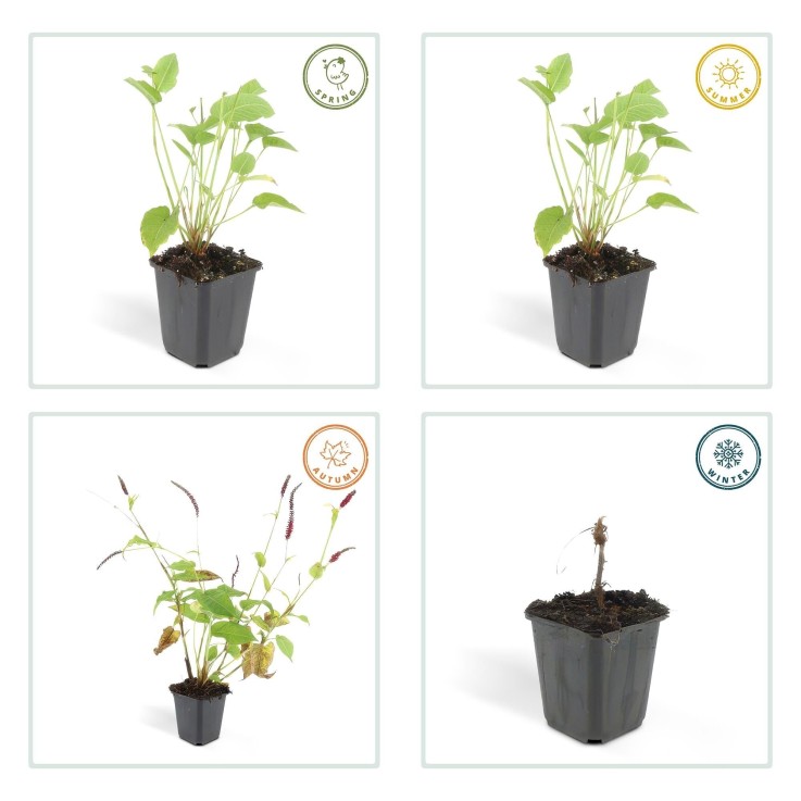 Renouée amplexicaule -  6