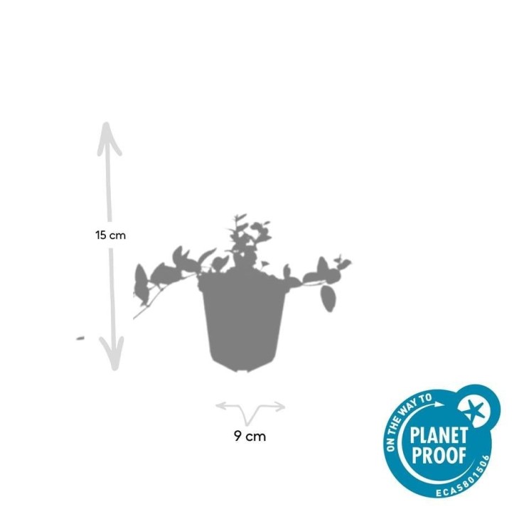 Petite Pervenche 'Argenteovariegata' -  60