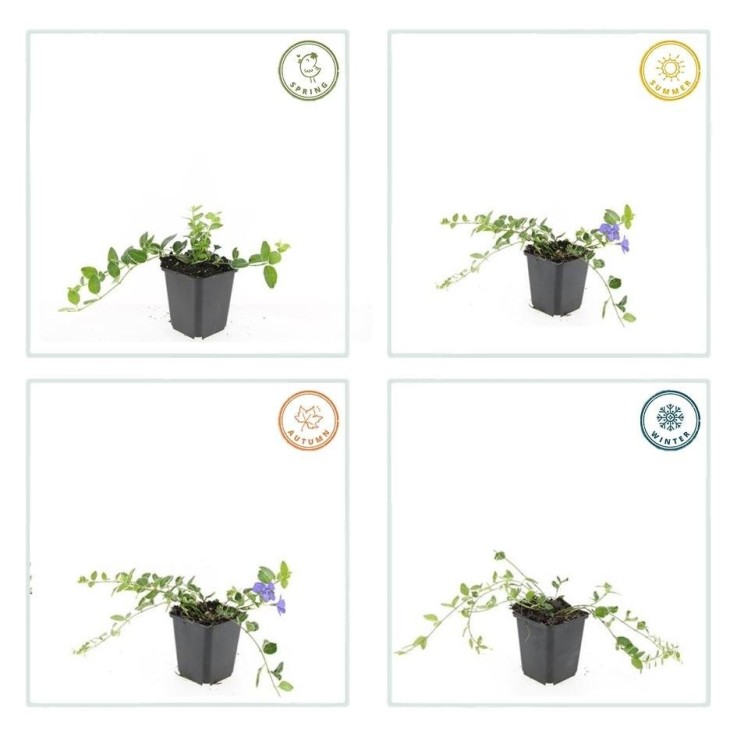 Petite Pervenche 'Argenteovariegata' -  60