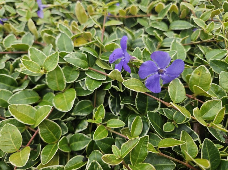 Petite Pervenche 'Argenteovariegata' -  60