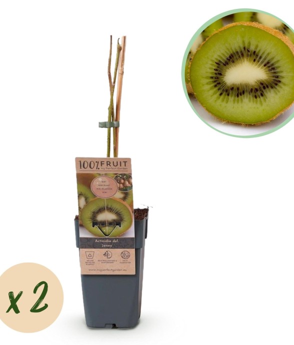 Kiwi Jenny x2