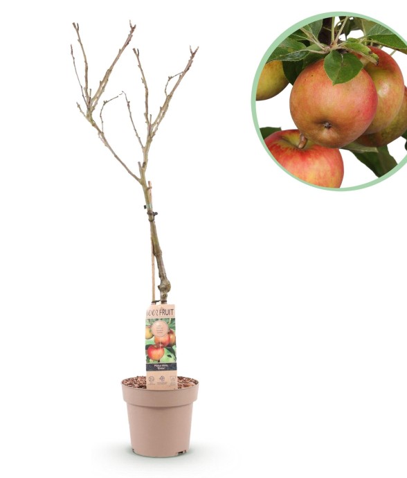 Pommier Elstar en pot x1