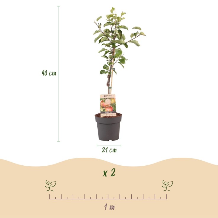 Pommier Elstar en pot x1