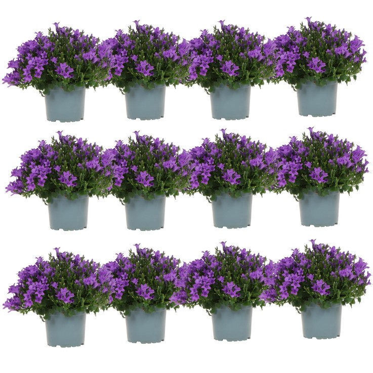 Campanula Addenda - 12 Plantes Jardin Violettes Hivernales
