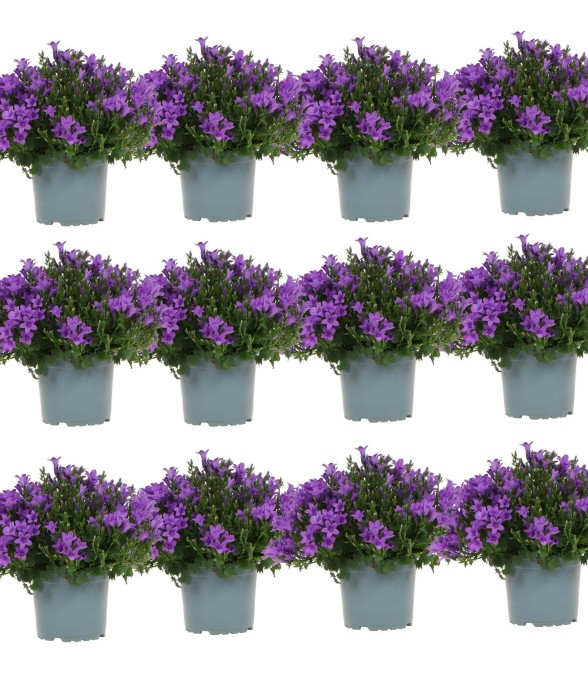 Campanula Addenda - 12...