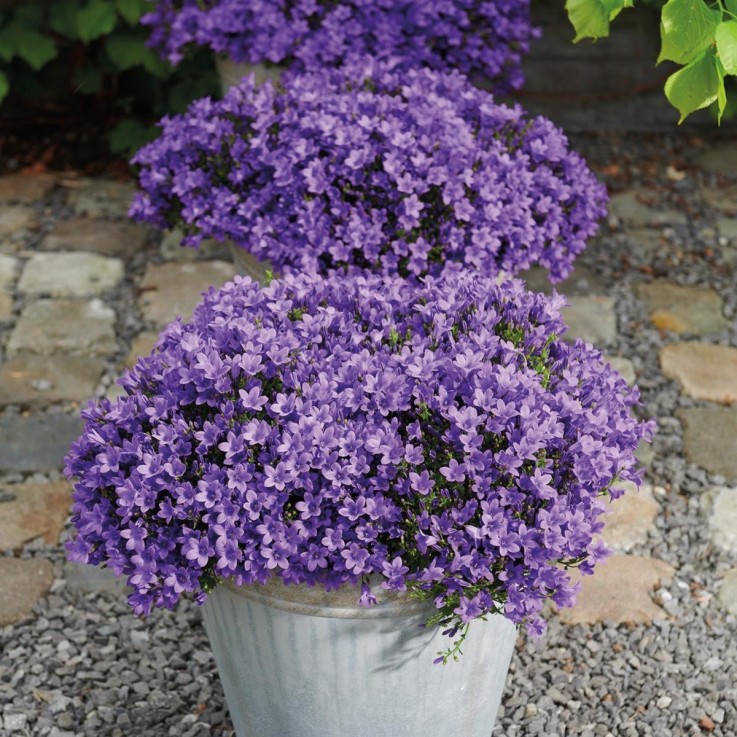 Campanula Addenda - 12 Plantes Jardin Violettes Hivernales