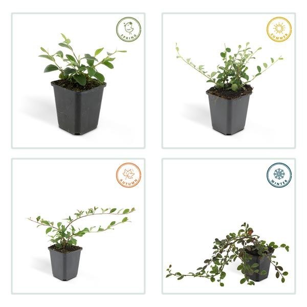 Cotonéaster de Dammer -  60