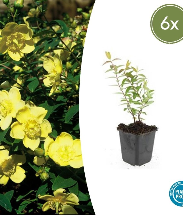 Hypericum - Millepertuis...