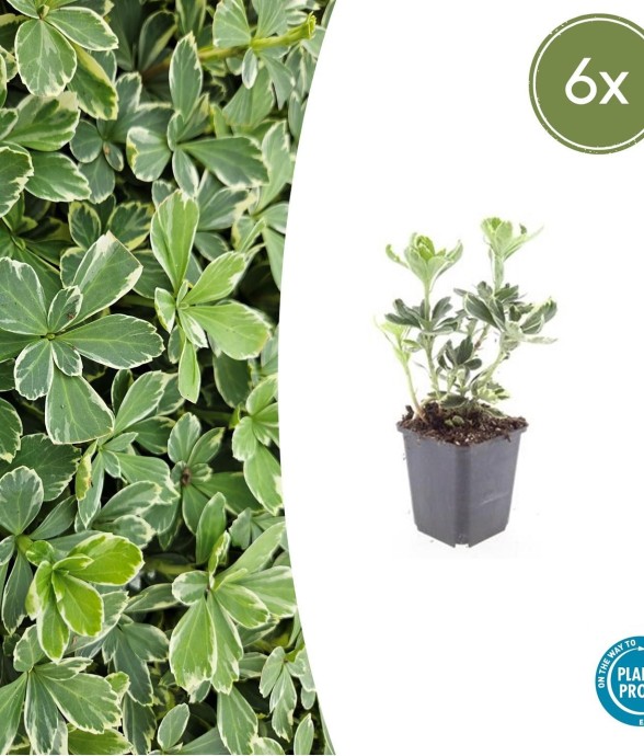 Pachysandre du Japon...