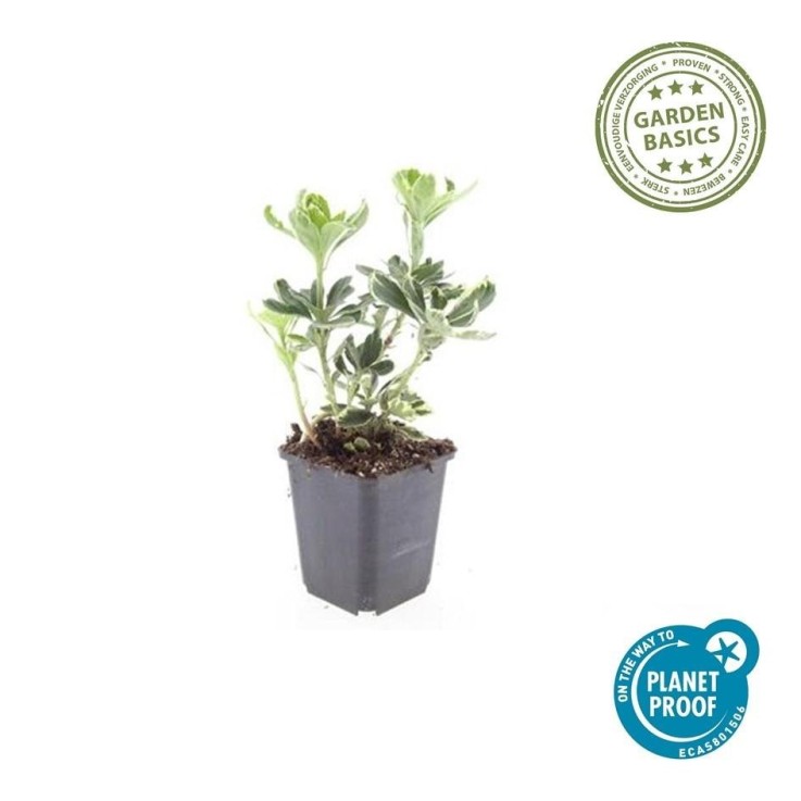 Pachysandre du Japon 'Variegata' -  12