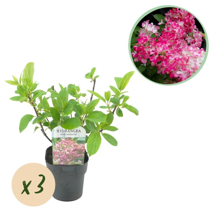 Hortensia Pink Diamond x3