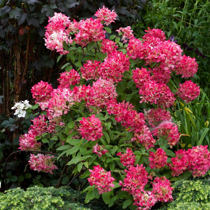 Hortensia Pink Diamond x3