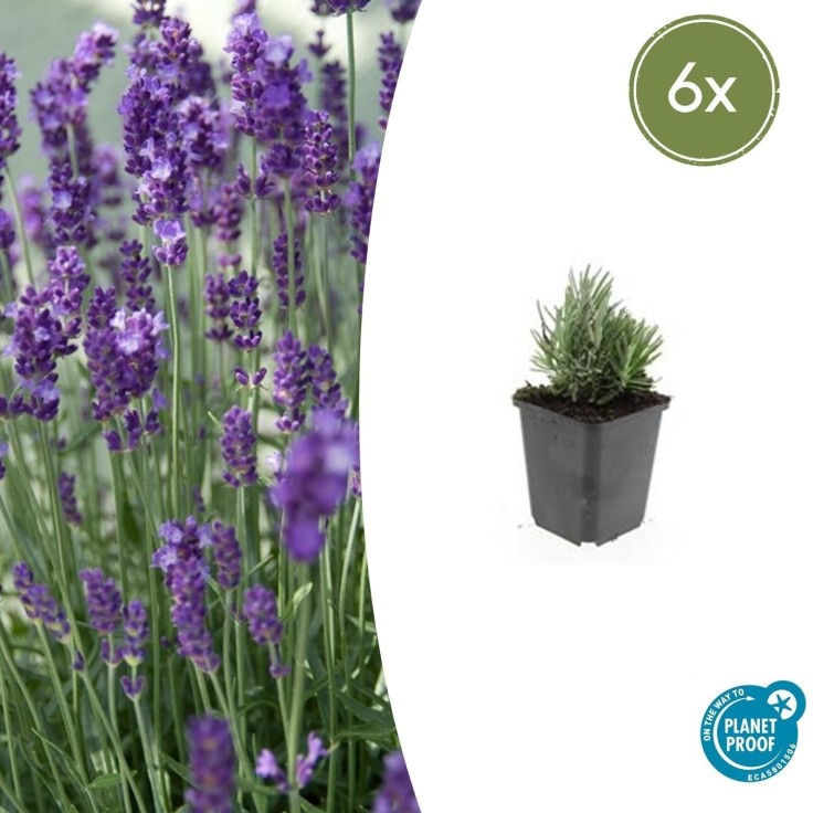 Lavande angustifolia 'Dwarf Blue' -  60