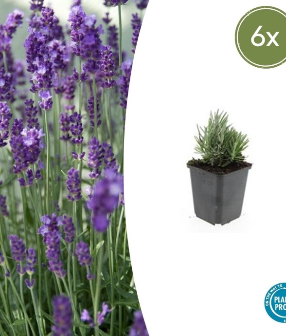 Lavande angustifolia 'Dwarf...