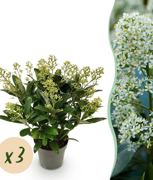 Skimmia japonica Finchy x3