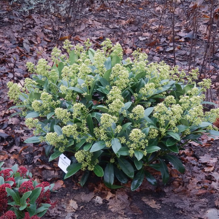 Skimmia japonica Finchy x3