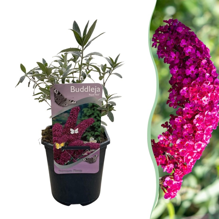 Buddleja davidii Royal Red en pot