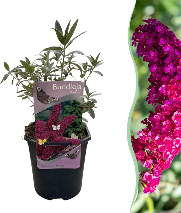 Buddleja davidii Royal Red...