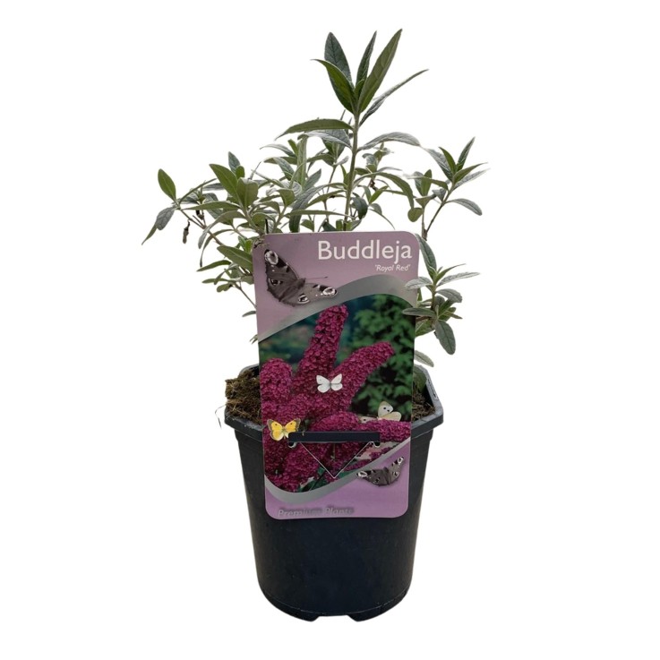 Buddleja davidii Royal Red en pot