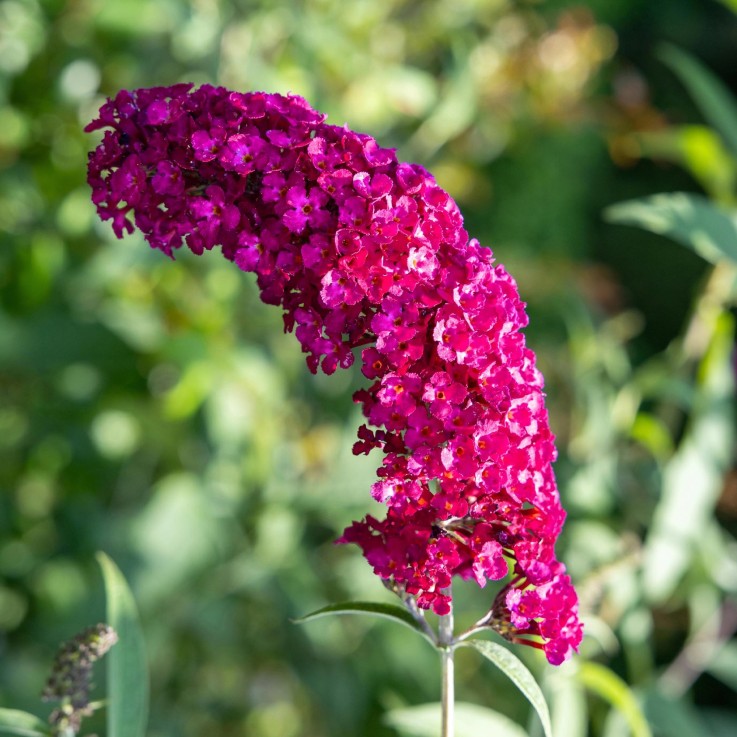 Buddleja davidii Royal Red en pot
