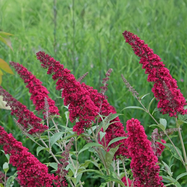 Buddleja davidii Royal Red en pot