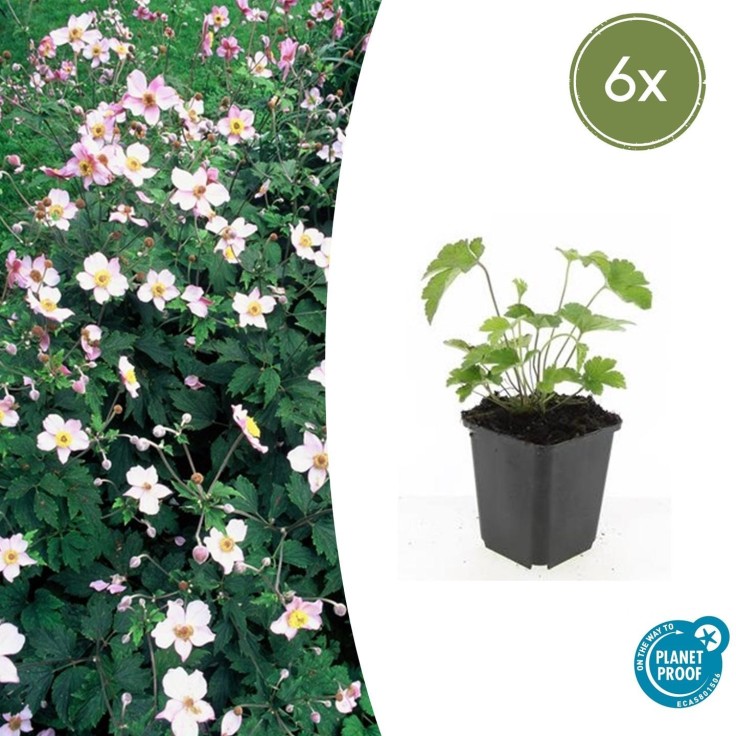 Anémone du Japon 'Robustissima' -  6