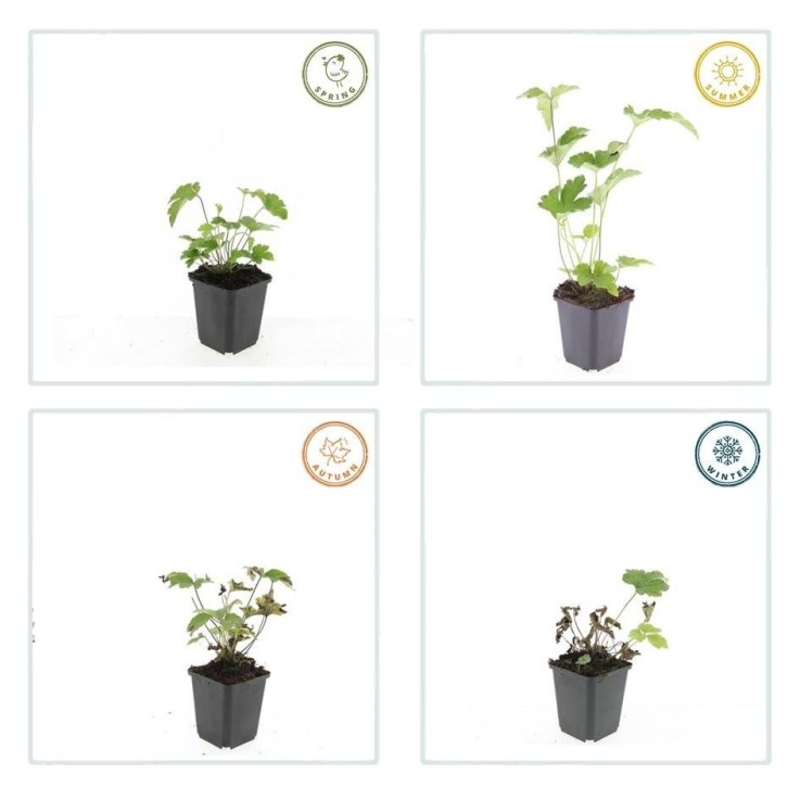 Anémone du Japon 'Robustissima' -  6