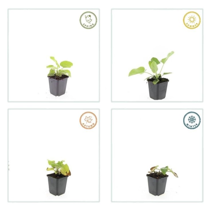 Sauge de Jérusalem -  12