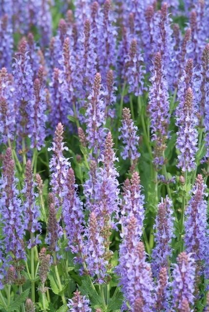 Sauge des bois 'Caradonna' -  12