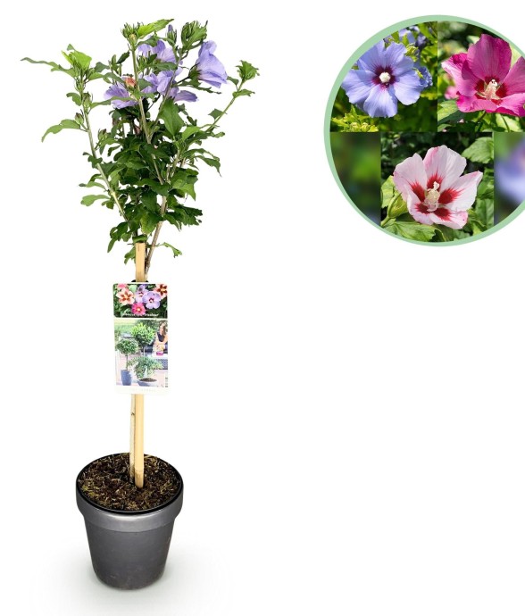 Hibiscus syriacus Tricolour