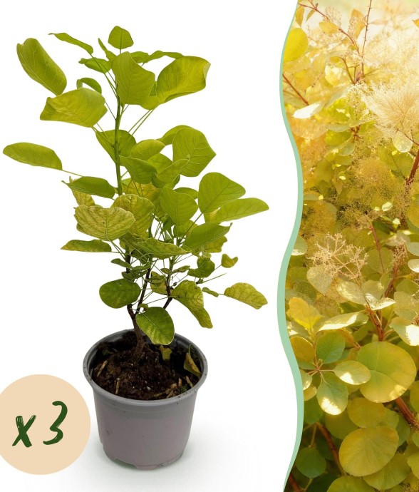 Arbre à perruque Golden...