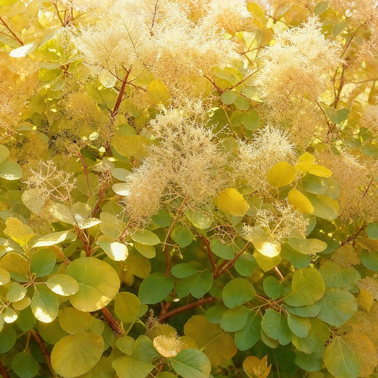 Arbre à perruque Golden Spirit x3