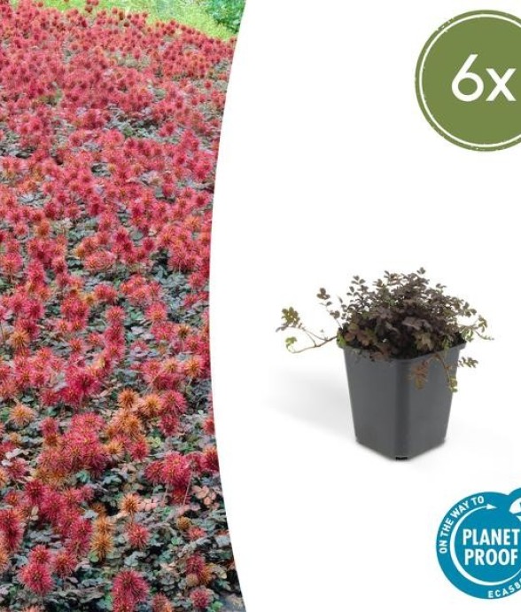 x6 Acaena microphylla...