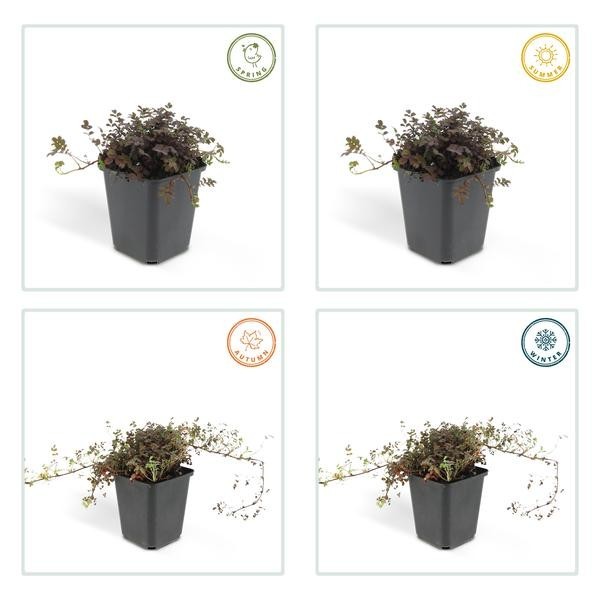 x6 Acaena microphylla 'Kupferteppich' -  60