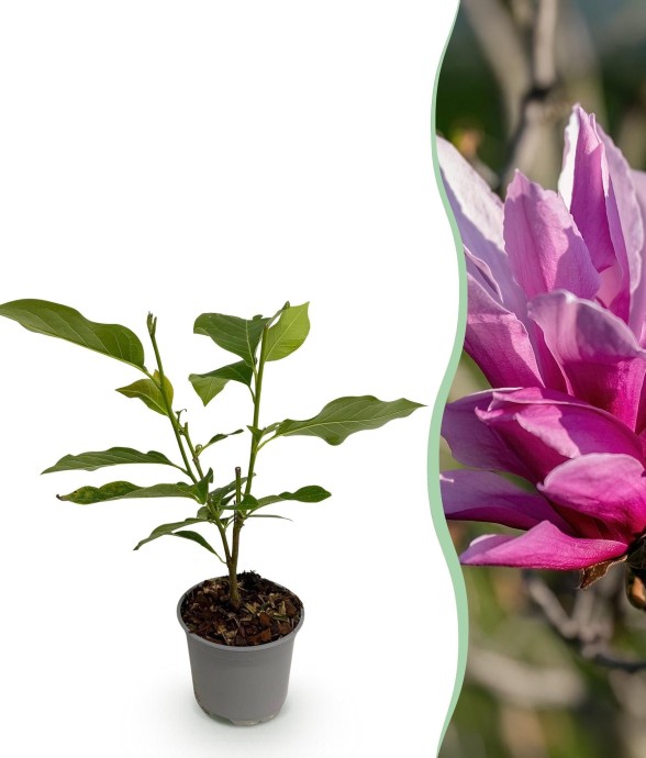 Magnolia liliiflora Nigra...