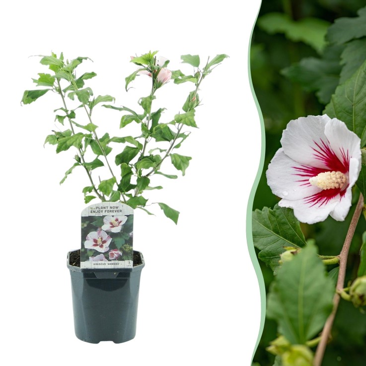 Hibiscus syriacus Hamabo