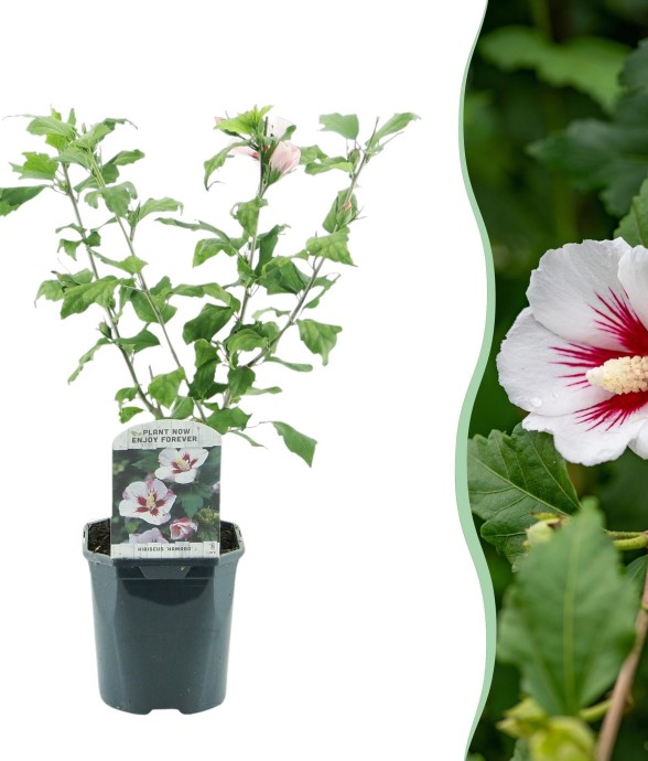 Hibiscus syriacus Hamabo