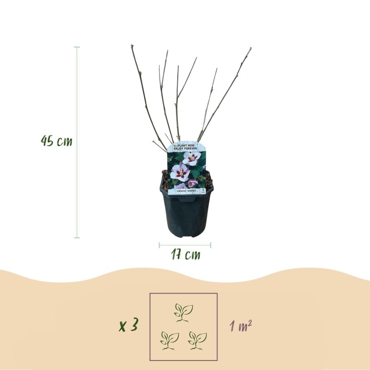 Hibiscus syriacus Hamabo