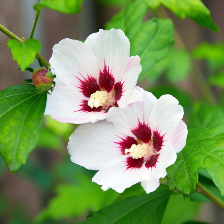 Hibiscus syriacus Hamabo