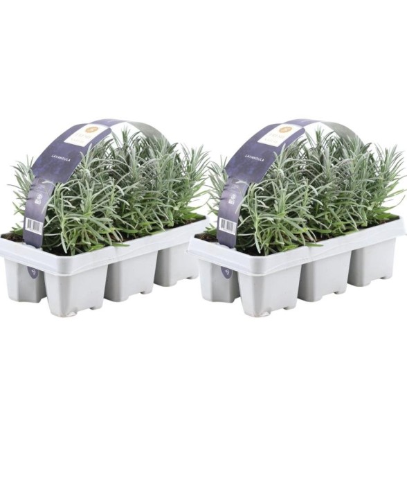Lavande Angustifolia -  48
